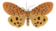 Argina pulchra